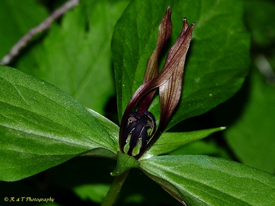{Trillium lancifolium}